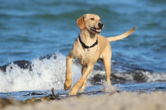 Kimya am Strand, 10. Juli 2014