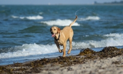 Kimya am Strand, 10. Juli 2014